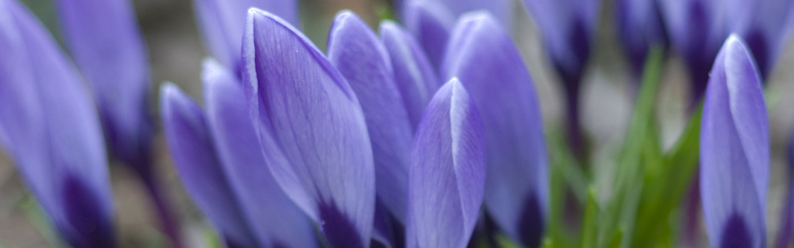 Crocus